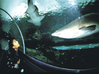 sydneyaquarium1.jpg